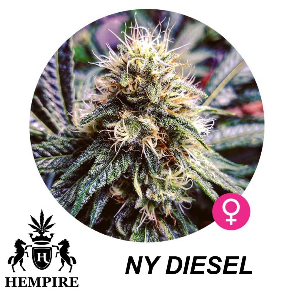 Hempire Seeds Ny Diesel 5 Pcs (Fem)