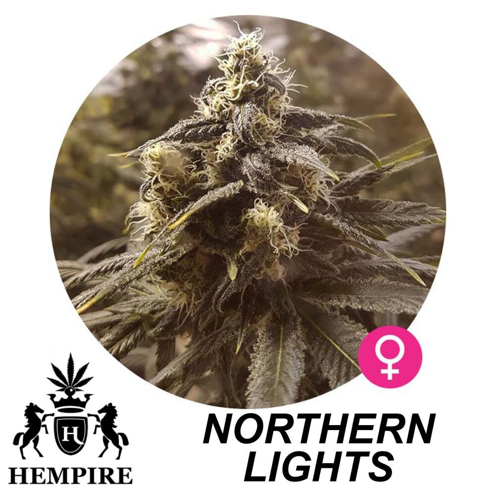 Hempire Seeds Northern Lights 5 Pcs (Fem)