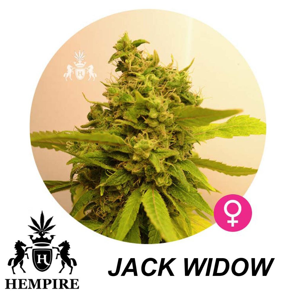 Hempire Seeds Jack Widow 5 Pcs (Fem)