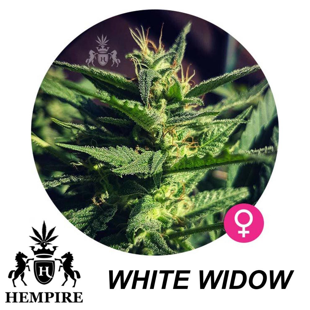 Hempire Seeds White Widow 5 Pcs (Fem)