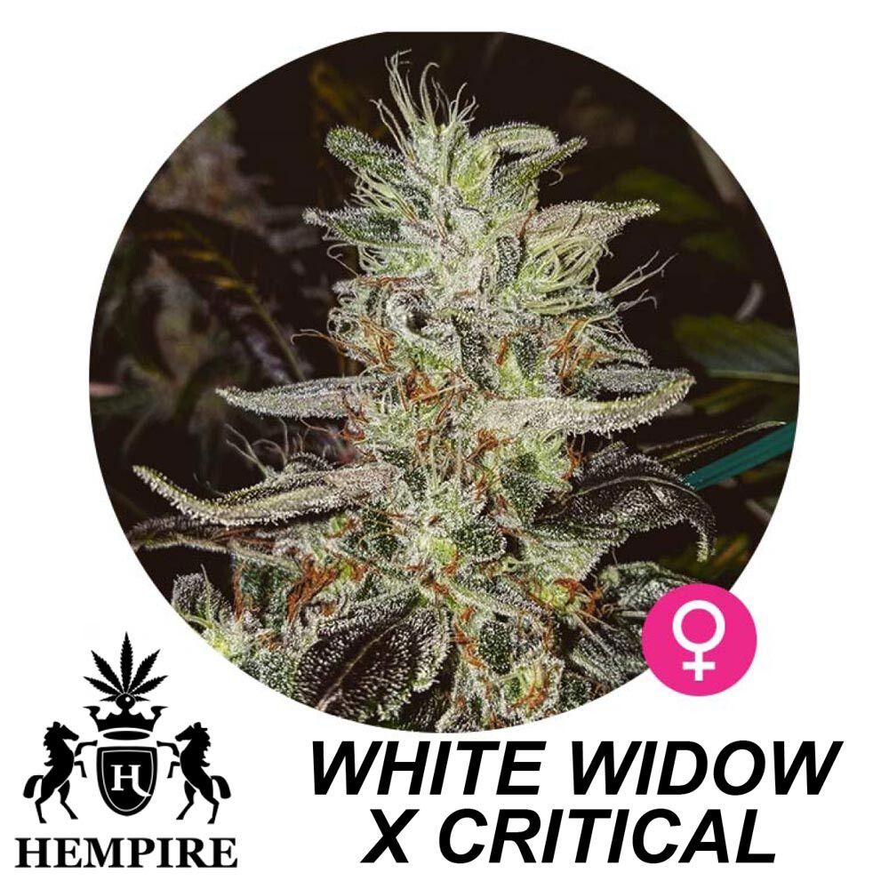 Hempire Seeds White Widow X Critical  5 Pcs (Fem)