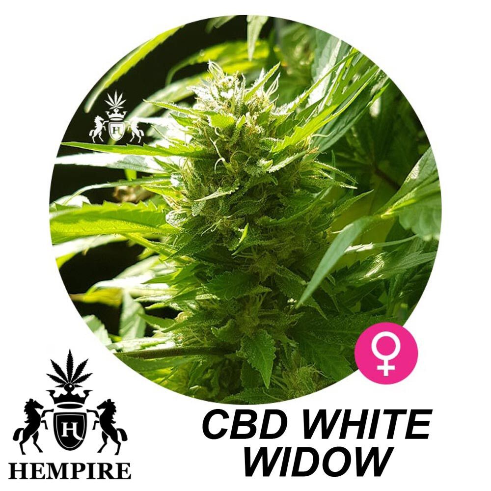 Hempire Seeds Cbd White Widow  13%Thc - 7%Cbd 5 Pcs (Fem)