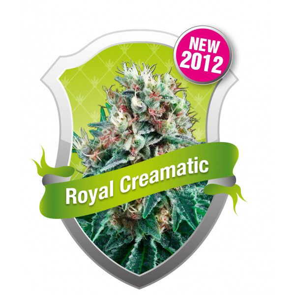 R.Q.S. Royal Creamatic (Auto)(1 Pcs)